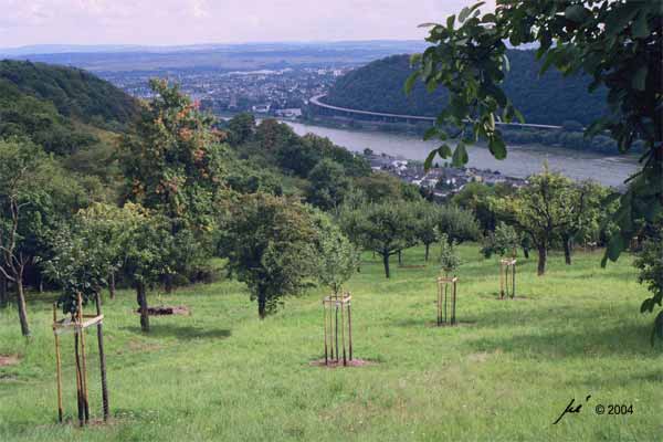 Die Andernacher Pforte